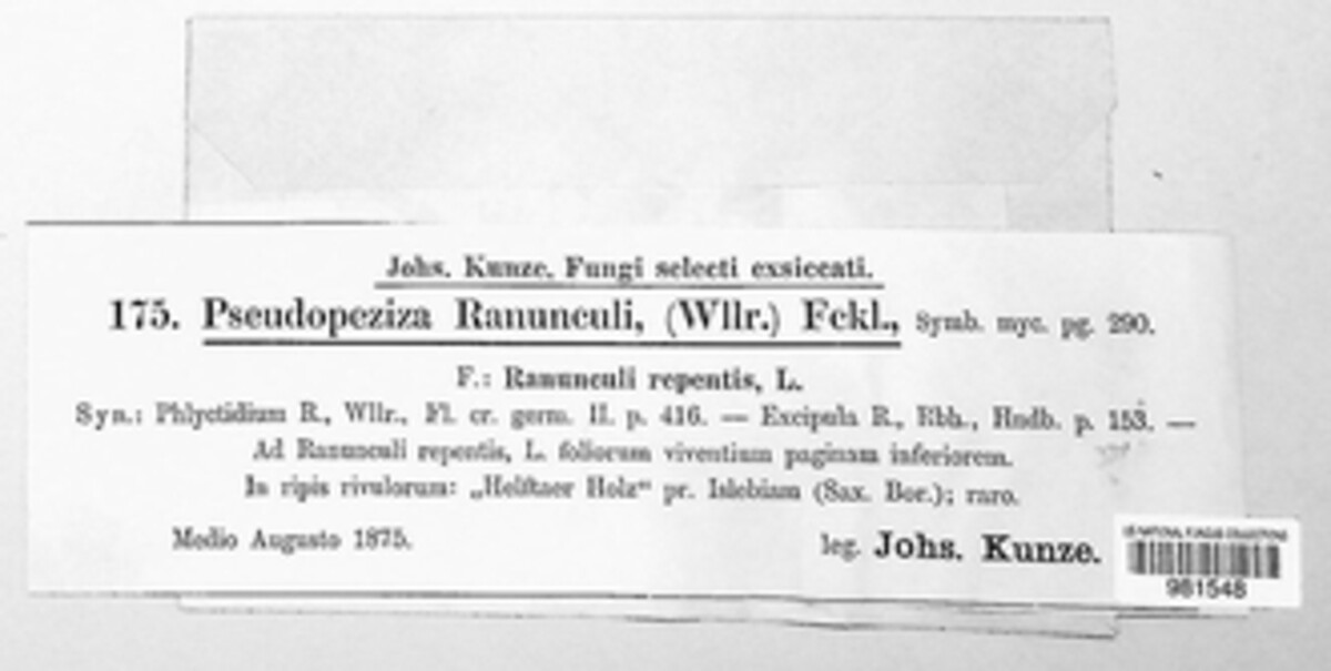 Pseudopeziza ranunculi image